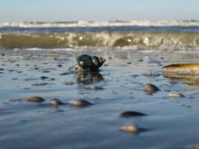 Badestelle 'Nordseestrand Loogbad - Juist' (Foto: Gesundheitsamt Aurich)